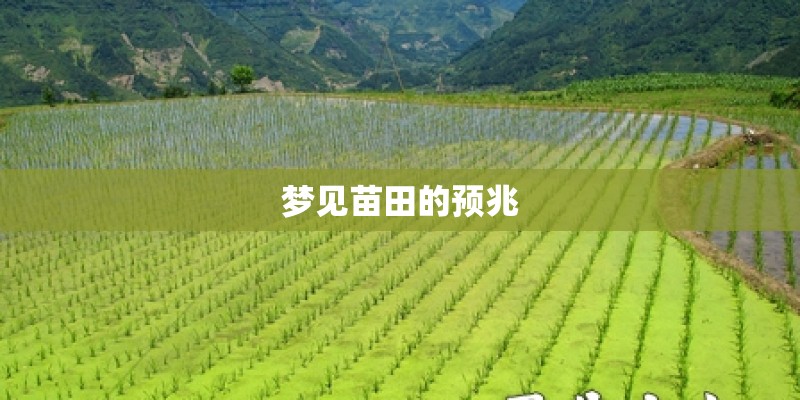 梦见苗田的预兆
