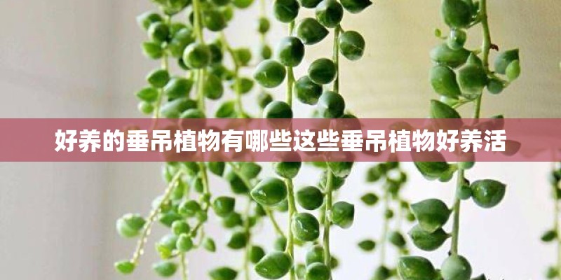 好养的垂吊植物有哪些这些垂吊植物好养活