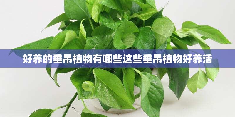 好养的垂吊植物有哪些这些垂吊植物好养活