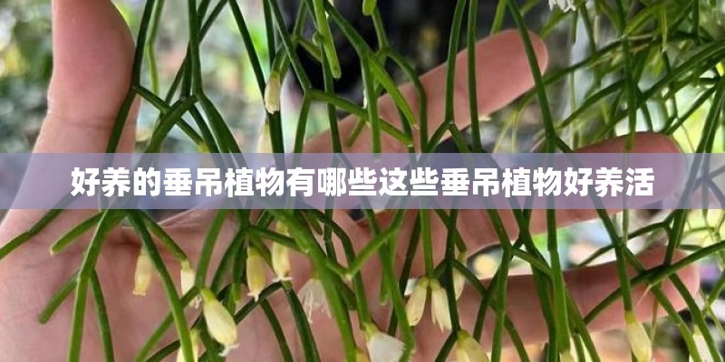 好养的垂吊植物有哪些这些垂吊植物好养活
