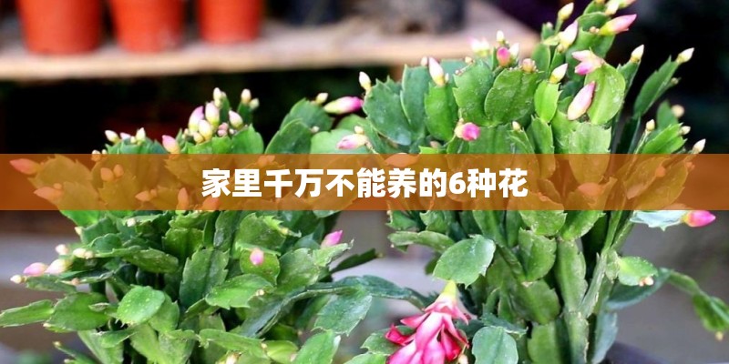 家里千万不能养的6种花