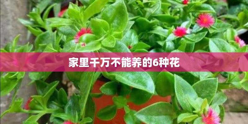 家里千万不能养的6种花