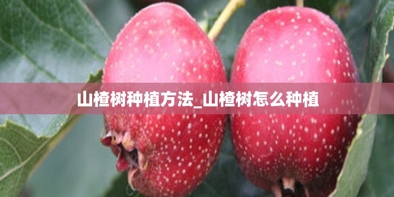 三亚家庭公寓月租800怎么样？