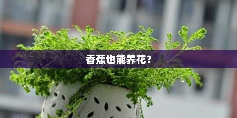 香蕉也能养花？