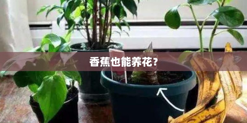 香蕉也能养花？