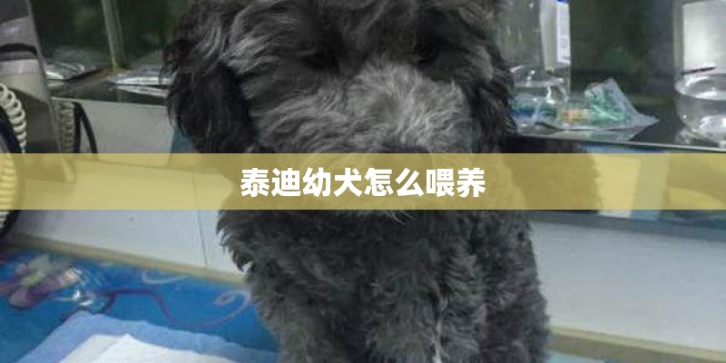 泰迪幼犬怎么喂养