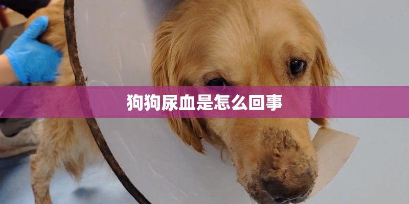 狗狗尿血是怎么回事