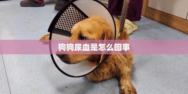 狗狗尿血是怎么回事