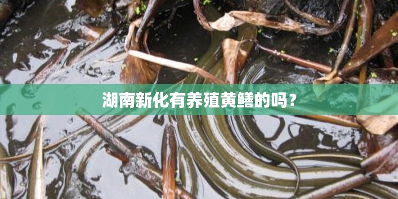 韭葱的种植方法及时间分别是？