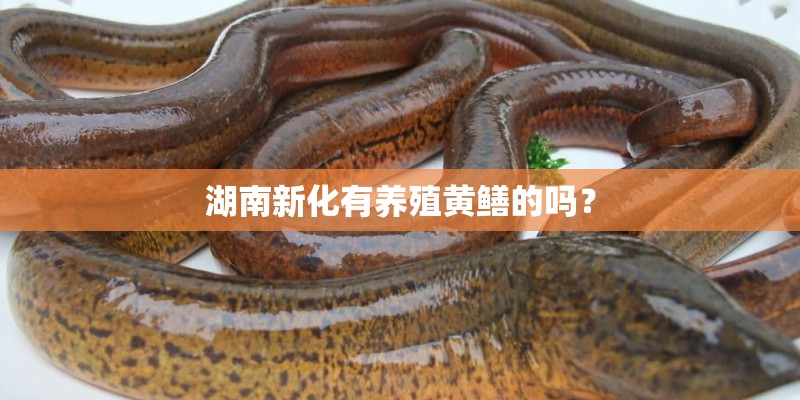 湖南新化有养殖黄鳝的吗？