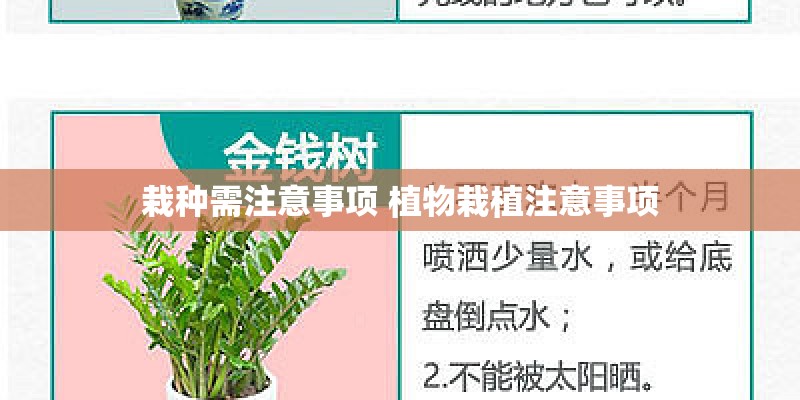 栽种需注意事项 植物栽植注意事项