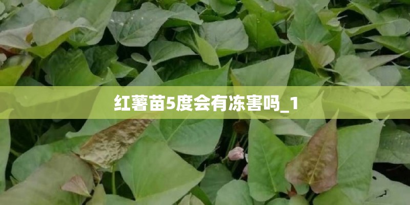 红薯苗5度会有冻害吗_1