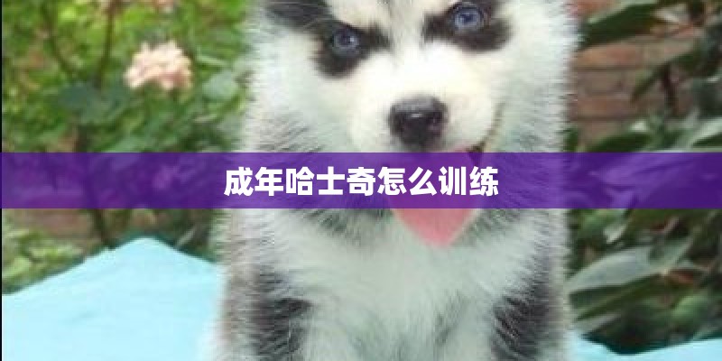 成年哈士奇怎么训练