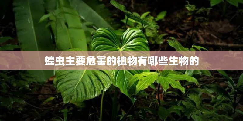 蝗虫主要危害的植物有哪些生物的