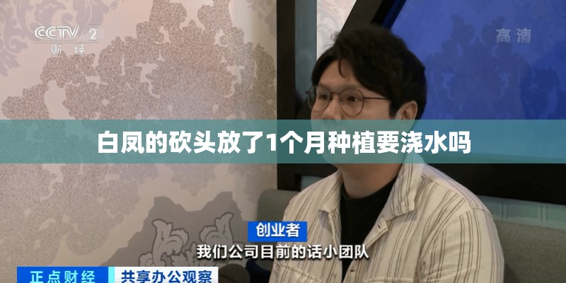 白凤的砍头放了1个月种植要浇水吗