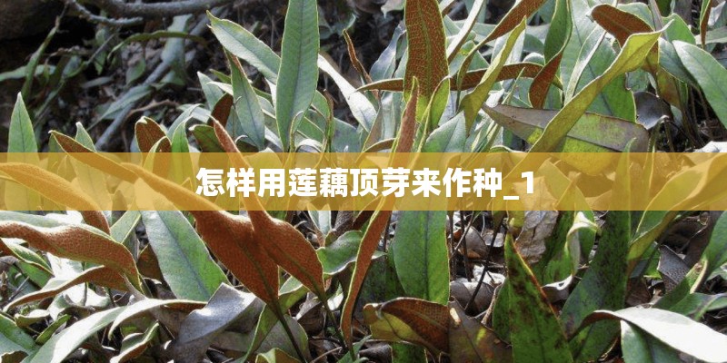 怎样用莲藕顶芽来作种_1