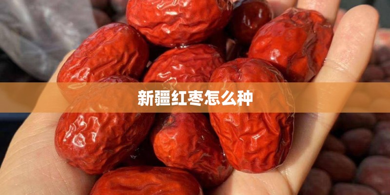 新疆红枣怎么种