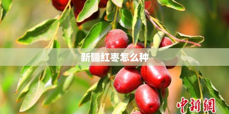 新疆红枣怎么种