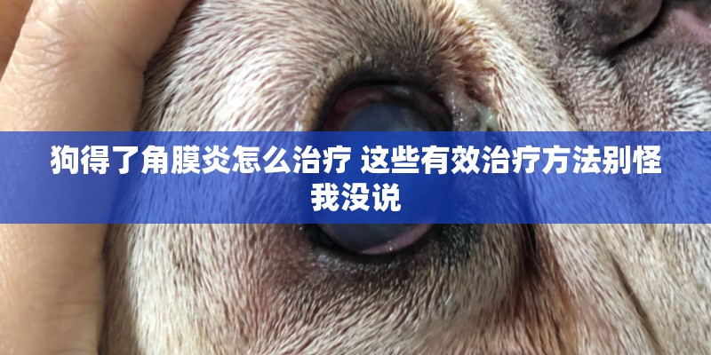 狗得了角膜炎怎么治疗 这些有效治疗方法别怪我没说