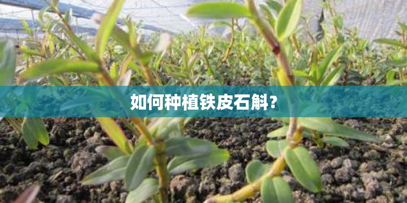如何种植铁皮石斛？