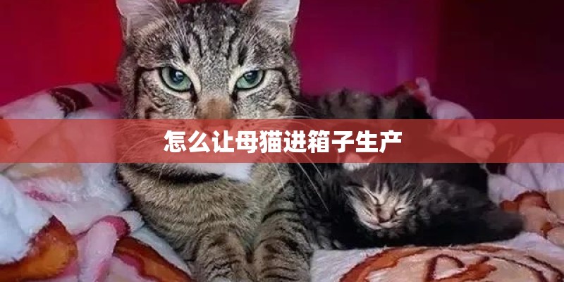 怎么让母猫进箱子生产
