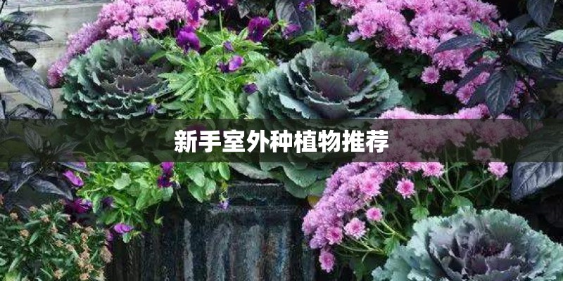 新手室外种植物推荐