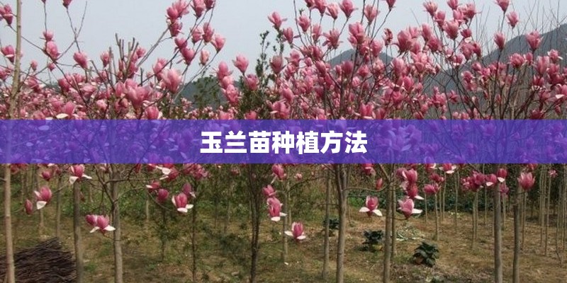 玉兰苗种植方法