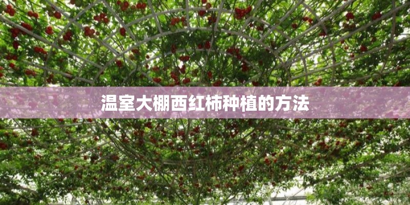 温室大棚西红柿种植的方法