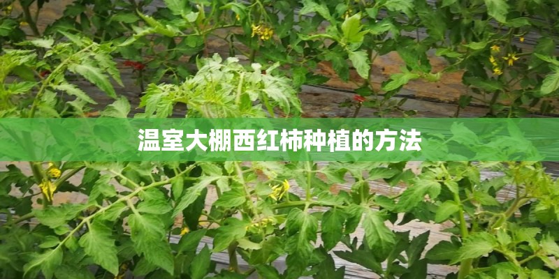 温室大棚西红柿种植的方法