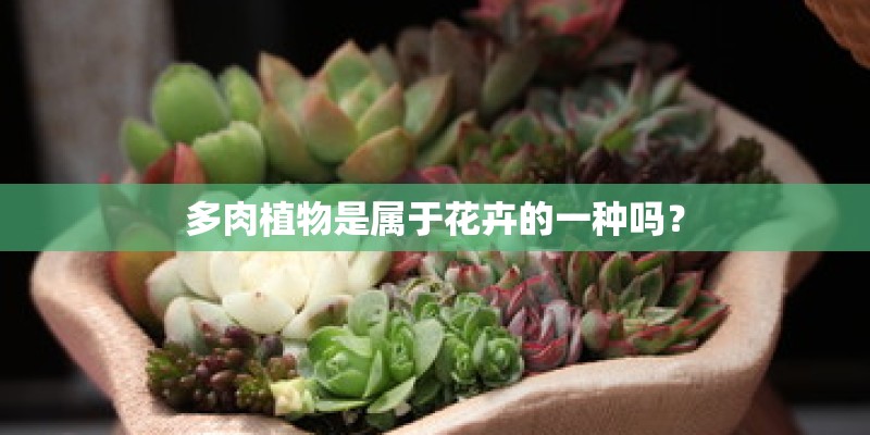 多肉植物是属于花卉的一种吗？
