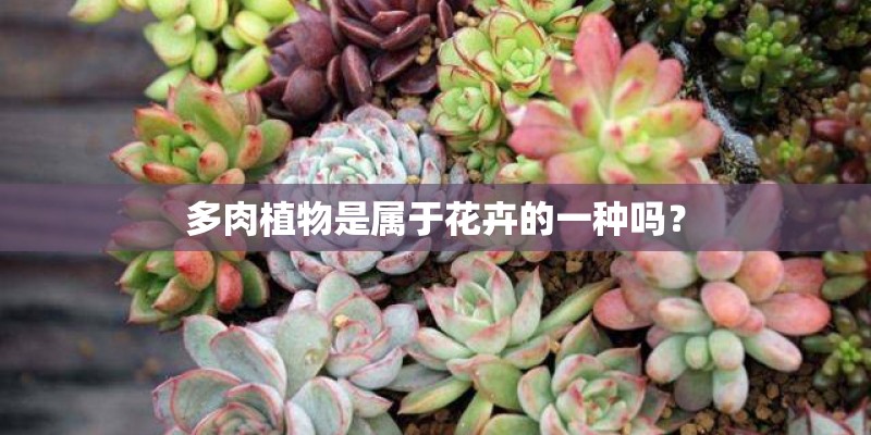 多肉植物是属于花卉的一种吗？