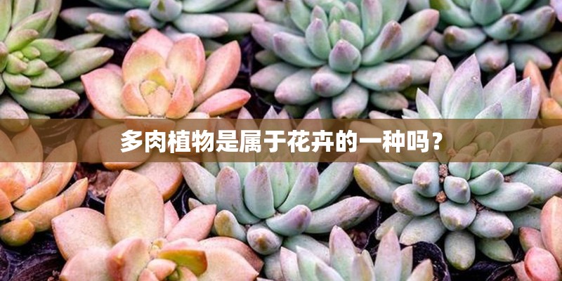 多肉植物是属于花卉的一种吗？