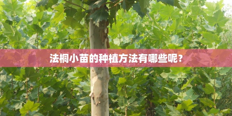 法桐小苗的种植方法有哪些呢？