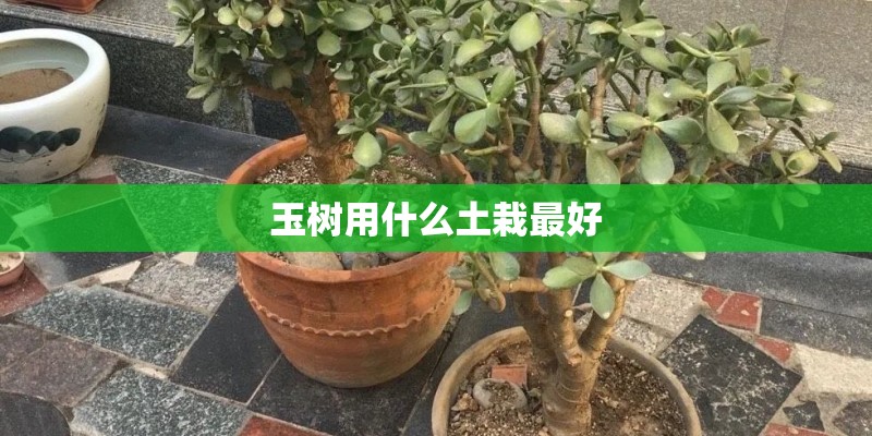 玉树用什么土栽最好