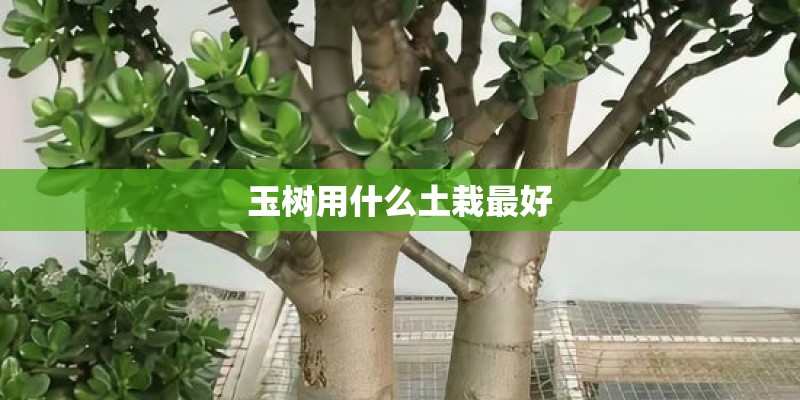 玉树用什么土栽最好