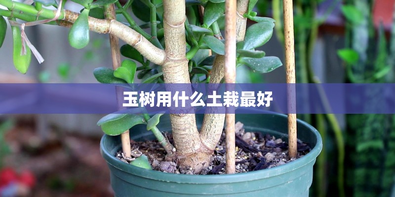 玉树用什么土栽最好