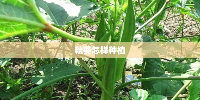 秋葵怎样种植