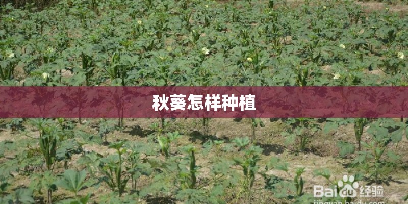 秋葵怎样种植