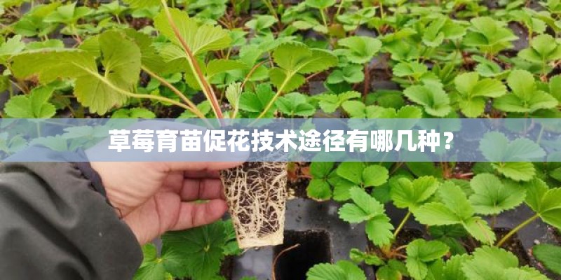 草莓育苗促花技术途径有哪几种？
