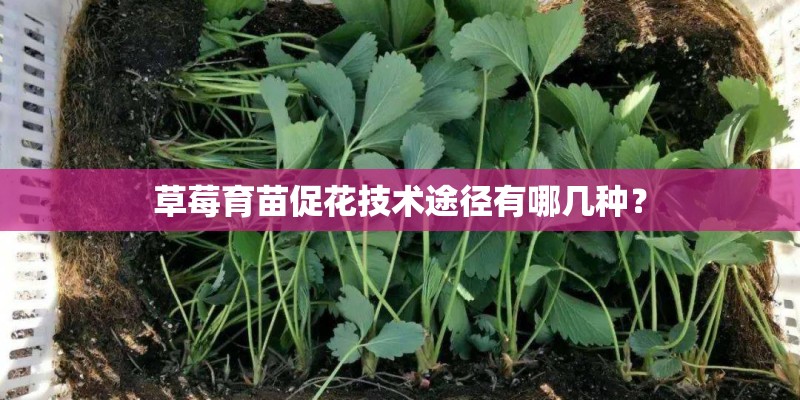草莓育苗促花技术途径有哪几种？