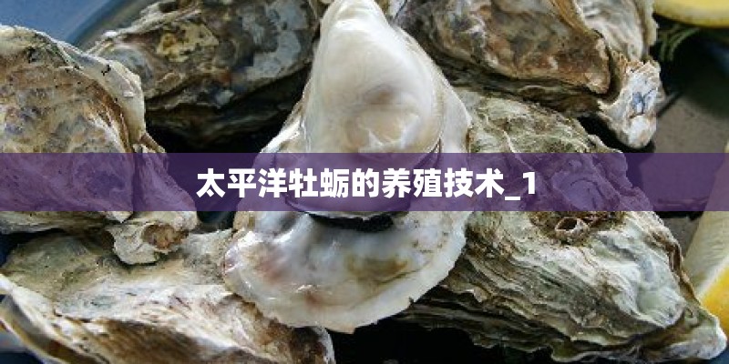 太平洋牡蛎的养殖技术_1