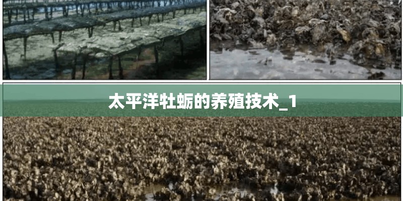 太平洋牡蛎的养殖技术_1