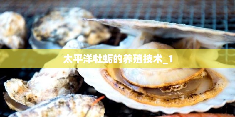 太平洋牡蛎的养殖技术_1