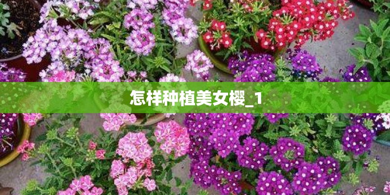 怎样种植美女樱_1