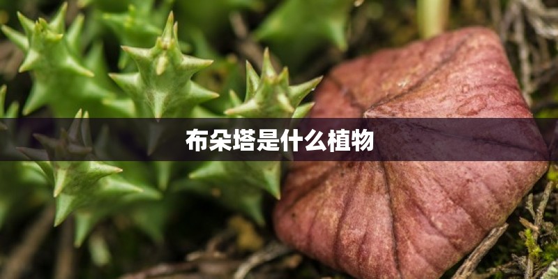 布朵塔是什么植物