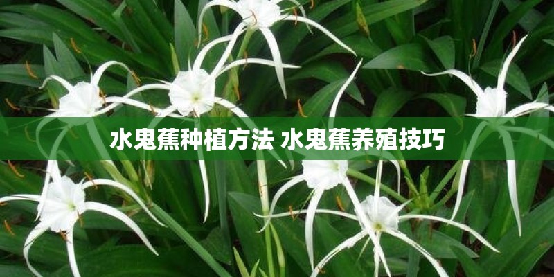 水鬼蕉种植方法 水鬼蕉养殖技巧