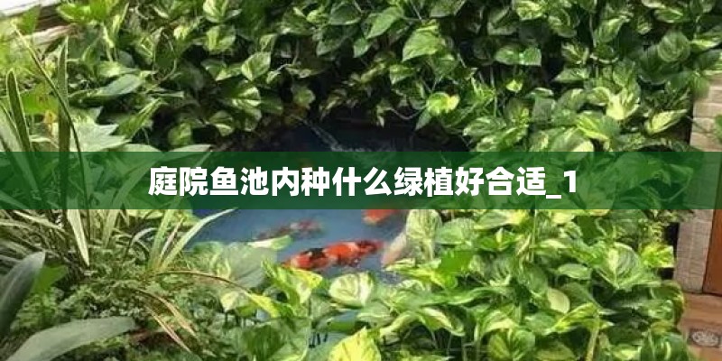 庭院鱼池内种什么绿植好合适_1
