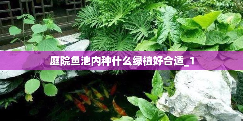 庭院鱼池内种什么绿植好合适_1