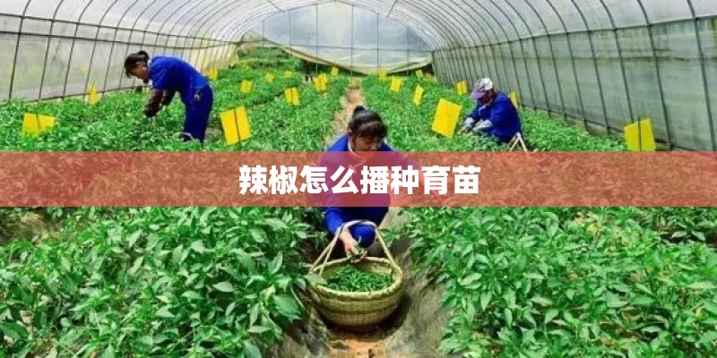 辣椒怎么播种育苗