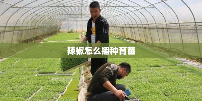 辣椒怎么播种育苗